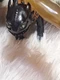 2010 Spin Master How To Train Your Dragon TOOTHLESS 14" Night Fury Action Figure
