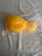 Squishy Yellow Duck