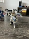 Schleich Eldrador BLUE GRIFFIN KNIGHT w/SWORD Soldier 70110 Retired