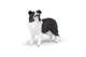 Papo: Border Collie - Papo: Border Collie -