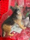 Schleich Dog German Shepherd Christmas Nativity Scene Farm Germany NIP