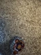 Gravity Perseus / Destroyer AD145WD BB-80 Beyblade Metal Fight Takara Tomy #B7