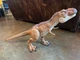 Jurassic World Super Colossal Tyrannosaurus Rex T-Rex Mattel HUGE 41" x 21" 2017