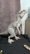 Jurassic World Destroy &lsquo;N Devour Indominus Rex Figure Toy