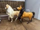 Dreamworks Spirit Riding Free Palomino & Spirit Toy Horses 8" Tall