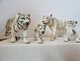 Schleich White Tiger Family Lot Of 2 Figurine 2 Adults And 2 Cubs