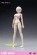 86TOYS 1/12 T86-ST04-A Pale Super Large Bust 6" Female Action Figure Head Body
