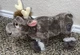 The Disney Store Frozen Sven Reindeer Plush Animal Stuffed Standing 9&rdquo; High