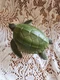 KEMPS RIDLEY BABY SEA TURTLE Animal Figurine Safari Ltd toy Incredible Creatures