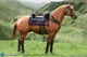 1/6 DID E60082 Brown-Red War Horse