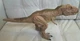 Jurassic World Camp Cretaceous Epic Roarin' Tyrannosaurus Rex 21.5 INCHES LONG!