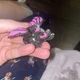 Bakugan Evolution Genesis Spin Master Black Darkus Nillious B700 Anime Toy
