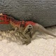 Jurassic World Ceratosaurus Camp Cretaceous Dino Escape Roar Attack Figure