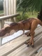 Jurassic World Legacy Collection Extreme Chomp Tyrannosaurus Rex Mattel