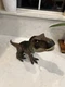 Jurassic World Camp Cretaceous Epic Roarin Tyrannosaurus Rex 21&rdquo; Works T-Rex