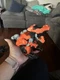 VTech Switch & Go T-Rex Race Car Easy to Transform Animated Dino Eyes Driver