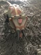 Hasbro DinobotTransformers Dino Triceratops 2003 Rare