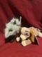 Disney Store Lady and the Tramp Lady Dog Bean Bag 8" Plush Stuffed Toy w Tags