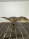 Mattel Jurassic World Dino Escape Tyrannosaurus Rex Stomp N' Escape 20" Figure