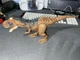 Jurassic World: Dominion Roar Strikers Rajasaurus Dinosaur Figure Dino Toy Kids