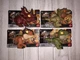 Jurassic World Toys Camp Cretaceous 2 inch Figurine