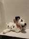 New The Disney Store Mini Bean Bag Jewel 8" 101 Dalmatians
