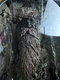 TOYBIZ THE LORD OF THE RINGS THE RETURN OF THE KING TREEBEARD 9" ACTION FIGURE