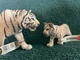 WHITE TIGER AND CUB by Schleich/toy/14731/14732/NEW with tags/RETIRED