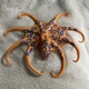 Boley Nature World Sea Creatures Blue Ringed Octopus Figure Toy