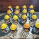 Lot Of 11 Jurassic Park 30th Anniversary CAPTIVZ Golden Slime Eggs world