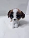TY Beanie Boos 6" DUKE St. Bernard Dog Plush Stuffed Animal Toy