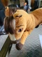 2019 Dreamworks Spirit Riding Free Brown Horse Pony Plush Stuffed Animal Toy 18"