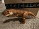 Jurassic World Camp Cretaceous Tyrannosaurus Rex Jurassic Park DD