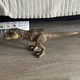 Jurassic Park World Epic Roarin Tyrannosaurus T Rex 21" Long Action Figure