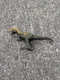 Jurassic World Camp Cretaceous Monolophosaurus Savage Strike Dinosaur Figure J3