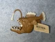 Nature World Deep Sea Ocean Life Anglerfish Water Toy 5&rdquo; Figure Boley Fish