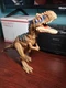 Jurassic World Dominion Roar Strikers Rajasaurus Dinosaur Figure Tested Works