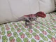 Jurassic World Camp Mattel ROAR ATTACK CERATOSAURUS Dino Escape Missing Sticker 