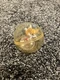 Sonic The Hedgehog Tails Booster Sphere Action Figure by jakks
