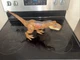 Jurassic World Dominion: Extreme Damage T Rex Dinosaur Action Figure Toy 19&rdquo;