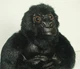 Disney Store MIGHTY JOE YOUNG 8" Beanbag plush NEW w Tags BLACK GORILLA