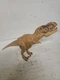 Jurassic World - Giant Chomping T-Rex Tyrannosaurus Rex Jurassic Park Toy