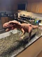 Jurassic Park T Rex JP09 Dinosaur Figure 1993 Kenner-Stomping and Roaring Works