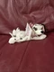 Disney JEWEL Mini Bean Bag&nbsp;Dog Dalmation Plush Stuffed Animal 8" Plush NWT