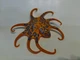 Boley Nature World Sea Creatures Blue Ringed Octopus Figure Toy