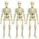 Set of 3 Super Articulated 8 Inch Skeleton Action Figures Flesh 