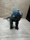 Monsterverse Godzilla vs Kong GODZILLA 6" Figure Battle Damage Playmates