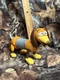2017 Mattel Disney Pixar Toy Story Slinky Dog Action Figure w/ Plastic Pop Body