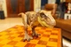 Mattel Jurassic World Mega Attack T-Rex 10 in Action Figure - GWD67