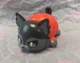 Aphmau Mee Meows Aaron Cat GLOW Figure Exclusive Collection 2024
